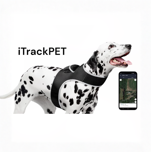 Medium dog wearing a padded safety harness with reflective straps