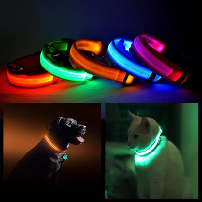 Black lab wearing a glowing LED dog safety collar on a night walk.