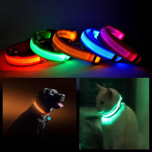 Black lab wearing a glowing LED dog safety collar on a night walk.