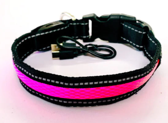 “LED dog leash and fluorescent dog collar glowing at night – FetchIQ”